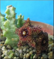 Caralluma crenulata